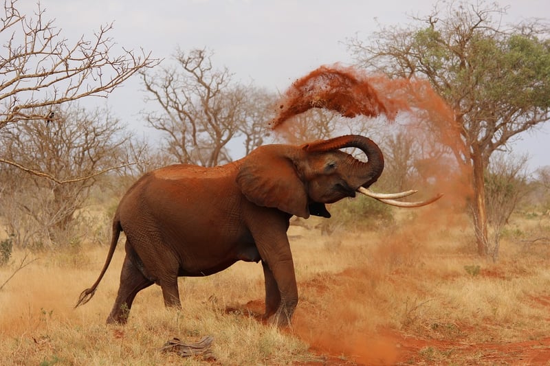 Elephants in the wild