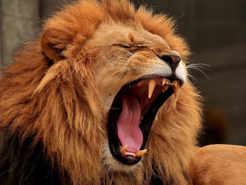 Lion in the wild